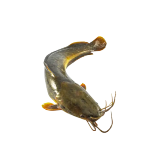da seed2
