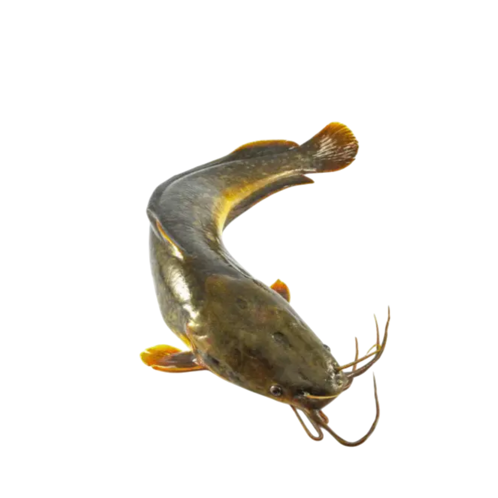 Frozen Whole Catfish big pack (2.5kg) 1 - Ofoodi Online African, Asian, Caribbean Store da seed2