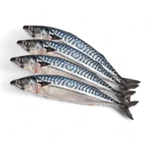 Frozen Mackerel