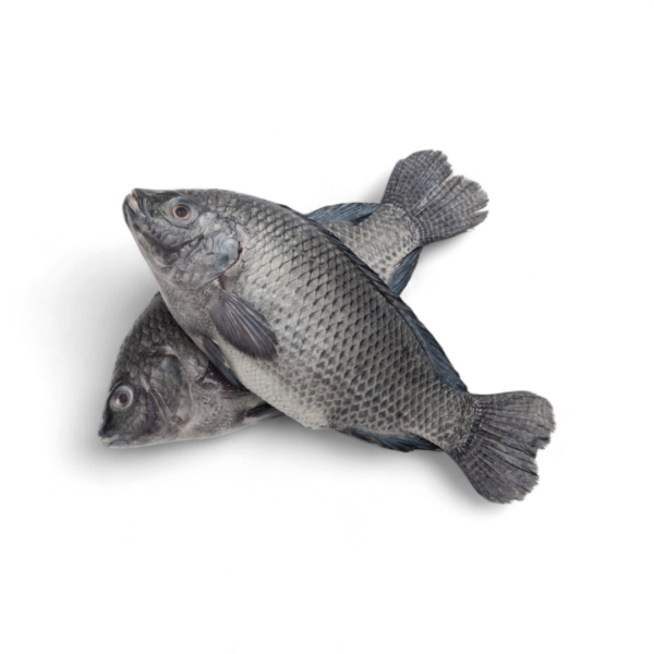 Frozen tilapia 500/800 2.5kg