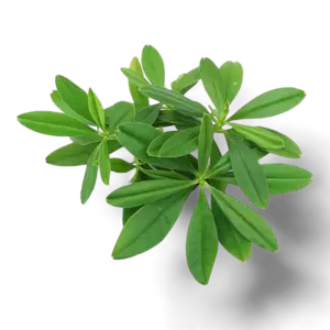 Fresh water leaves - waterleaf