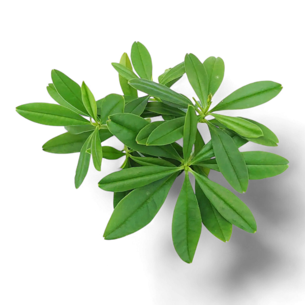 Fresh water leaves - waterleaf