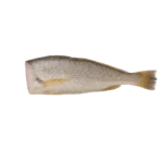 headless whole croaker cutout