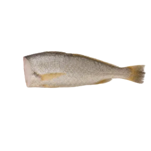 headless whole croaker cutout